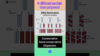 Different Models for DNA Replication Semiconservative DNA replication [upl. by Story]