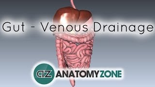 Blood Supply to the Gut Introduction  Part 2 Venous DrainagePortal System [upl. by Rasaec9]