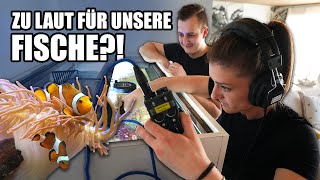 AQUARIUM leiser machen 🤫  Was hören unsere Fische [upl. by Royall]