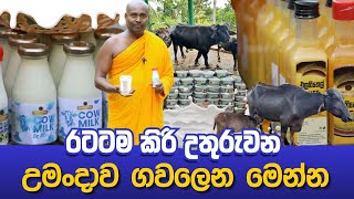 රටටම කිරි උතුරුවන උමංදාව ගවලෙන [upl. by Upali]