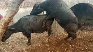 buffalo breedar 🐂bull  buffalos meeting  animals meeting [upl. by Thecla]