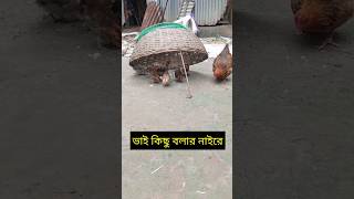 ভাইরে দেখুন আজব ফাঁদ।shorts ভাইরাল birds [upl. by Rochester]