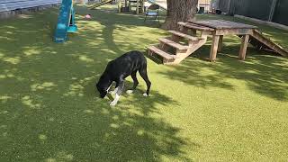 Miroku A910432 austinanimalcenter labradorretriever [upl. by Stilwell]