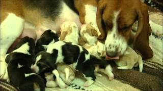 Wonderful Basset Hound Puppies Nursing [upl. by Anahsek]