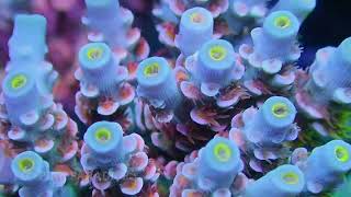 Frag Garage Best Acropora Tenuis Corals [upl. by Anaeg]