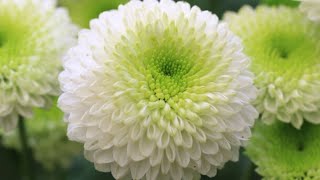 Easy Way To Propagate Chrysanthemum From Cuttings 🤩😍  FunGardeninge2k [upl. by Fahey59]