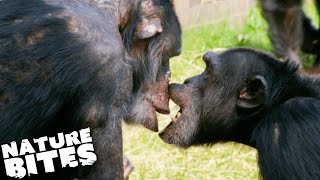 Meet the Chimpanzee Raised by Humans  The Secret Life of the Zoo  Nature Bites [upl. by Ydissahc123]