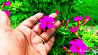 Mirabilis jalapa Flower plant  All complete information Mirabilis jalapa 4 OClock Plant [upl. by Teerpnam]