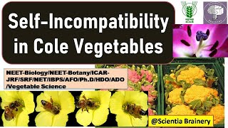 Self incompatibility in Brassica VegetablesSelf incompatibility typesplant breedingNEETICARNET [upl. by Nylirehc]