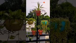 gardenideas terracegarden shorts hangingplant madithottam viralshorts gardenstand garden [upl. by Jayson]