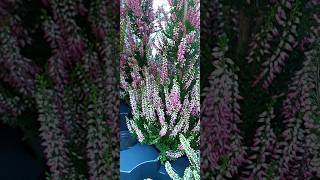 Calluna vulgaris Pyramid [upl. by Anasus]