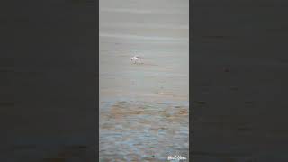 Sanderling Foraging for aquatic invertebrates in damp shore of Modhva Kutch shorebirds [upl. by Sidell974]