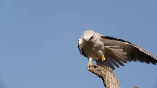 Blackshouldered Kite [upl. by Neal350]