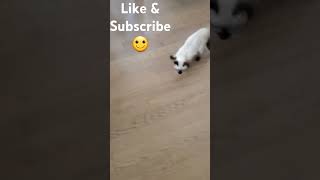 Simon 2 Years Ago catvideos cat kitten catbaby catlover cute [upl. by Ayhtnic223]