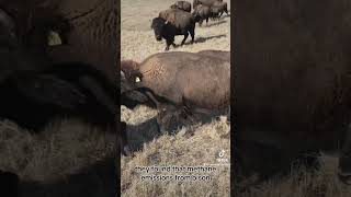 Methane emissions from bison vs cattle [upl. by Mazurek]