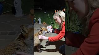 Foxes steal chickensanimals cute fox funny amazing shortvideo shorts fyp [upl. by Ahsiema904]