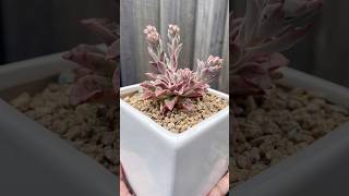 Echeveria Fantastic Fountain echeveria succulent plants succulentflowers succulentobsession [upl. by Forlini]