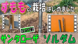 すもも栽培 20231217 すもも植え付け【サンタローザ】【ソルダム】 [upl. by Shaylynn]