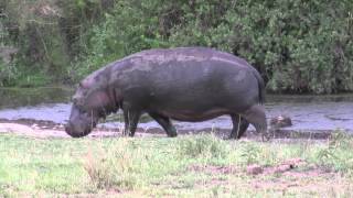 Hippo beim Landgang am Seronera [upl. by Gittel]