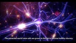 Neural Stem Cells Animation 2017 [upl. by Couchman975]