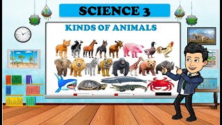 KINDS OF ANIMALS  MAMMALS BIRDS FISH REPTILES AMPHIBIANS AND INSECTS SCIENCE 3  QUARTER 2 [upl. by Reffinej]