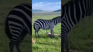 Mother zebra 🦓 trying to rescue her Foal wildlifesaudiarabiadisneytravel vlogviralvideo [upl. by Braca848]