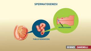 testicoli e spermatozoi [upl. by Ozzie]