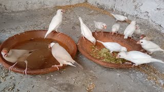 The birds fought among themselves while eating  java finches  java sparrows sound [upl. by Llehcsreh]