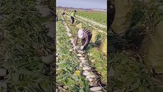 The process of quickly cutting radish stems [upl. by Gnanmas]