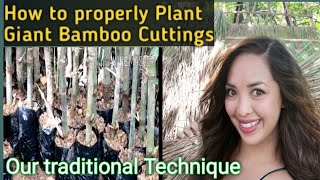 GiantBamboo DendrocalamusAsper How to Plant the right way  Giant Bamboo cuttingsPropagules [upl. by Nylsor]