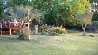 Gondwana Tours amp Safaris  Thamalakane River Lodge Maun Botswana [upl. by Pauletta]