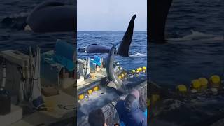 shark ocean whale fish dolphin shortsviral nature yearofyou epic wildlifephotography [upl. by Irme873]