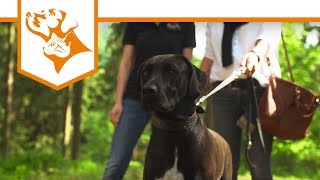 Einfach Hund Folge 4 Nicht an der Leine zerren Amy  VetConcept [upl. by Archie]