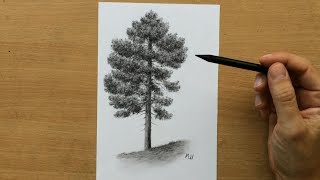 How to Draw a Pine Tree  Charcoal Drawing Tutorial [upl. by Prader]