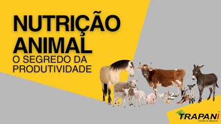 Nutrição Animal  O Segredo da Saúde e Produtividade [upl. by Armalla]