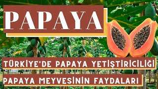 PAPAYA YETİŞTİRİCİLİĞİÜLKEMİZDE PAPAYA MEYVESİ YETİŞTİRİCİLİĞİ NASIL YAPILIRPAPAYA MEYVESİ NEDİR [upl. by Etnomal714]