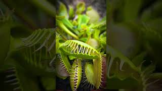 Venus flytrap catching fly in slow motion 🪰 plants insects [upl. by Yared]