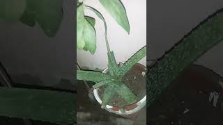 Top plants youtubeshorts viral viralshorts [upl. by Pompea]