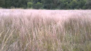 Little Bluestem  Andropogon scoparium at Ion Exchange [upl. by Ocir755]