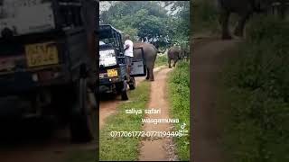 elephant attack wasgamuwa [upl. by Azilanna]