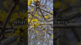 The Secret Language of Cornelian Cherry [upl. by Alleram]