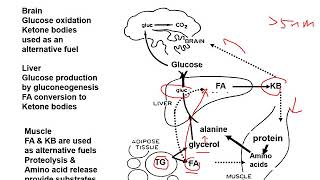 Interrelationship of metabolic pathways A general concept [upl. by Miche]