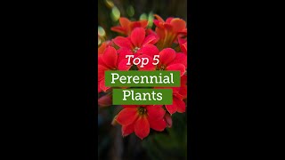 Top 5 Perennial Plants [upl. by Bobbi]