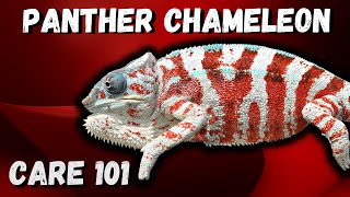 Panther Chameleon Care Guide 2022 [upl. by Ydnic975]