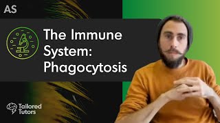 The Immune System Phagocytosis  A Level Biology Revision  AQA [upl. by Guibert]