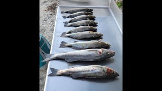 Fishing Surry County James River Catching Trout and Striper [upl. by Atima304]