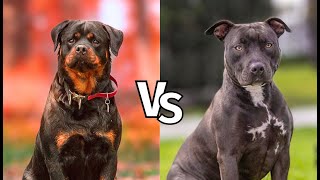 Pitbull vs Rottweiler Real Fight  Who Would Survive [upl. by Joelynn44]