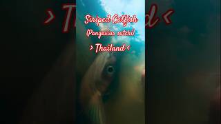 Siriped Catfish  Pangasius sutchi Thailand fish [upl. by Standing154]