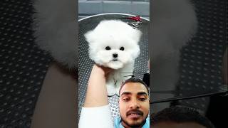 Kaise dog apna hair cut karwa rha hai dog doghome rescuedogs rescuedogsofinstagram dogsworld [upl. by Youngran]