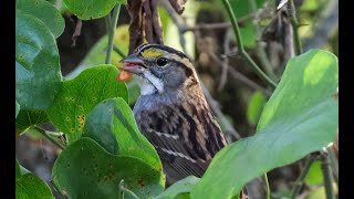 White Throated Sparrow  Oak Point Nature Preserve Plano TX 4K [upl. by Reeves886]